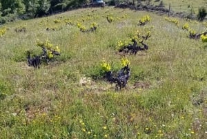 Madrid : Visite d'un vignoble avec dégustation en anglais ou en espagnol