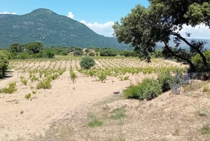 Madrid : Visite d'un vignoble avec dégustation en anglais ou en espagnol