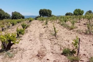 Madrid : Visite d'un vignoble avec dégustation en anglais ou en espagnol