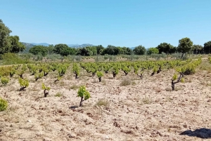 Madrid: Weinkellerbesuch mit Verkostung auf Englisch oder Spanisch