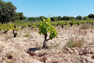 Madryt: Wizyta w winiarni z degustacją w języku angielskim lub hiszpańskim