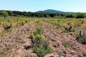 Madrid : Visite d'un vignoble avec dégustation en anglais ou en espagnol