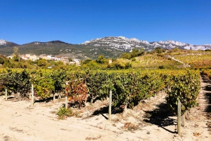 Ribera del Duero Private Wine Tour