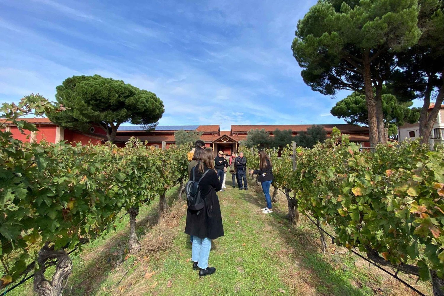Ribera del Duero-tur fra Madrid: 2 vingårde med transport