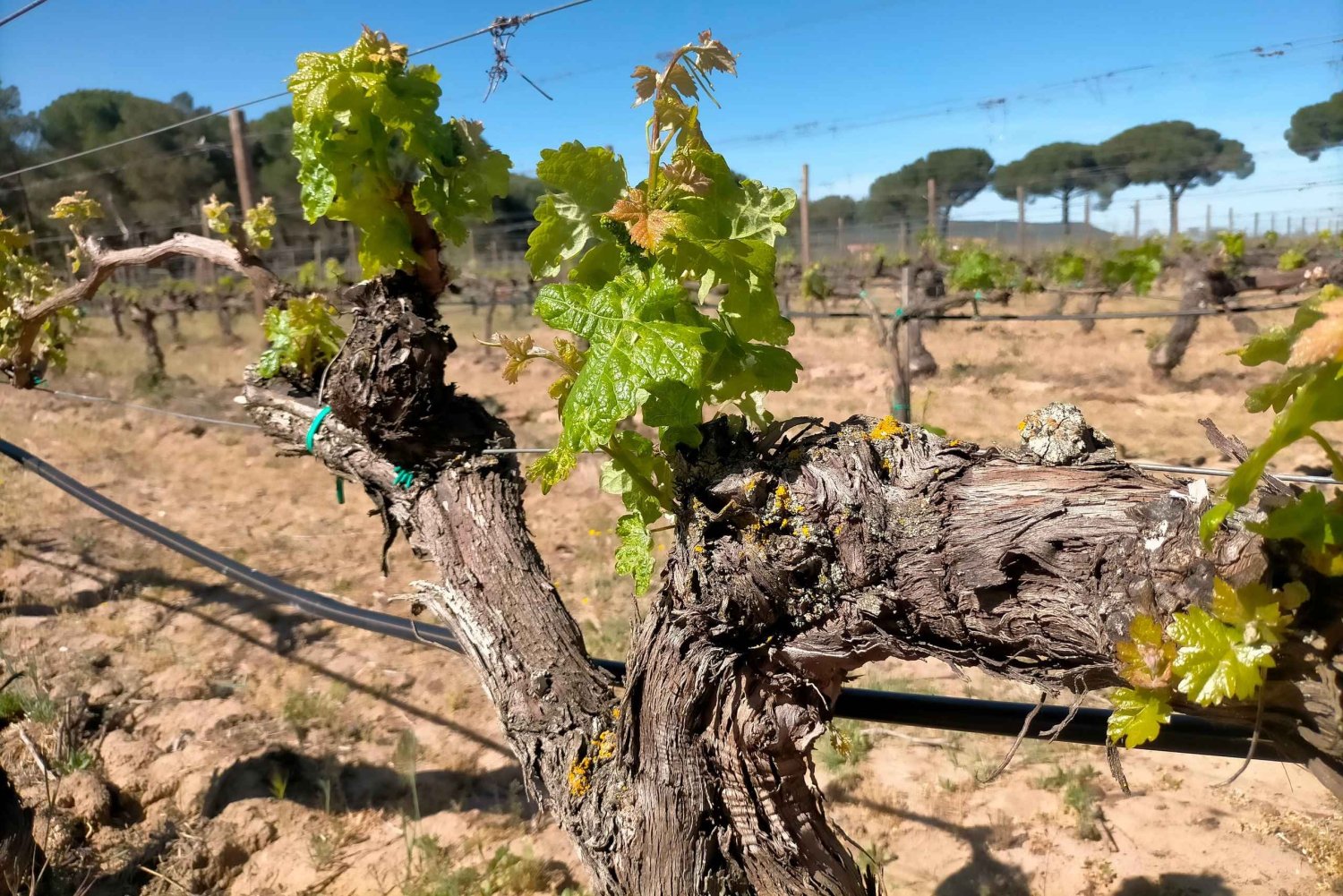 From Madrid: Ribera del Duero Wine Tour with Local Lunch