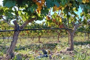 From Madrid: Ribera del Duero Wine Tour with Local Lunch