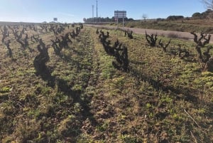 From Madrid: Ribera del Duero Wine Tour with Local Lunch
