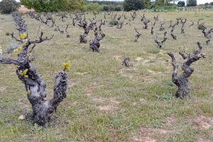 From Madrid: Ribera del Duero Wine Tour with Local Lunch