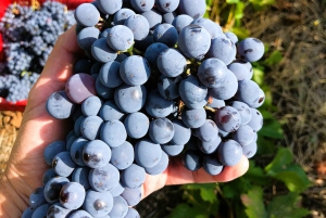 Ribera del Dueron viinialue yksityinen kierros