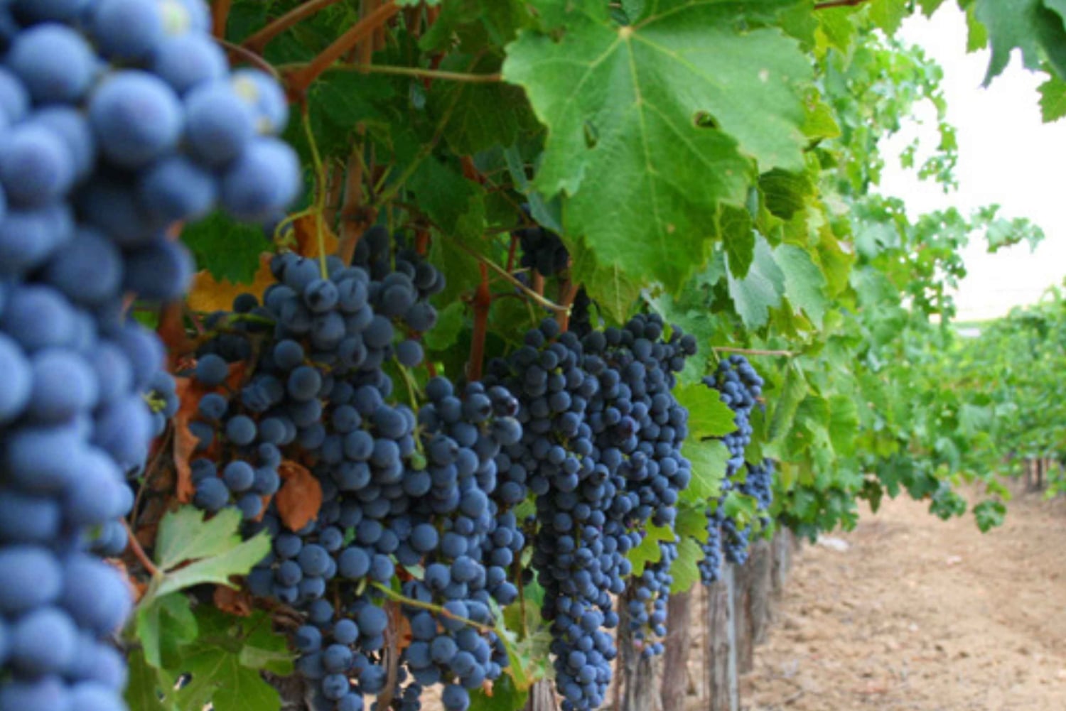 Toledo: zwiedzanie winnicy Casa del Valle i degustacja win