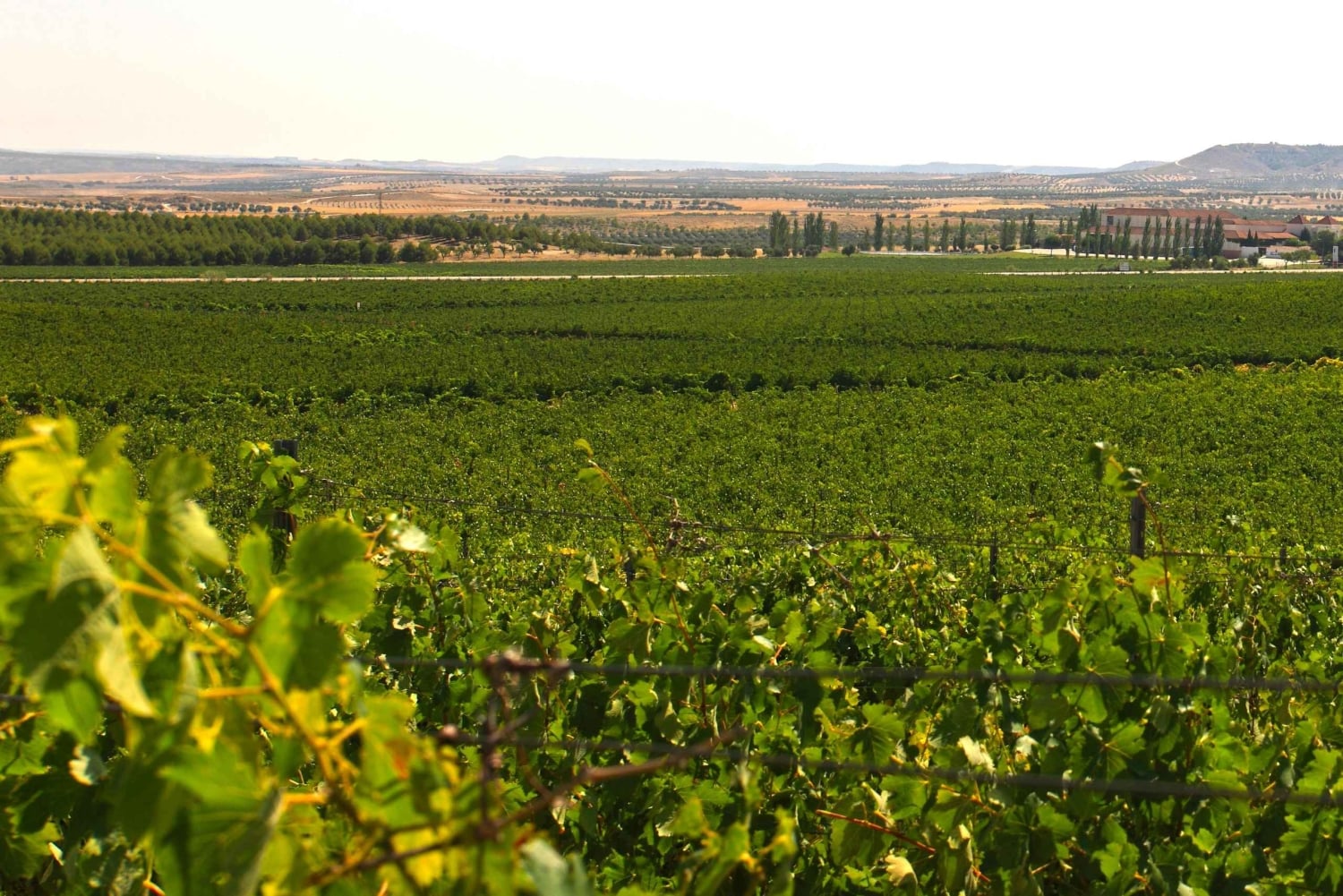 Toledo: zwiedzanie winnicy Casa del Valle i degustacja win
