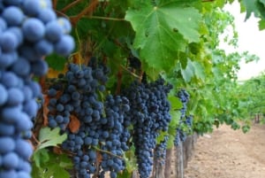 Toledo: zwiedzanie winnicy Casa del Valle i degustacja win