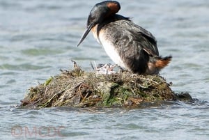 Ushuaia: tour di birdwatching nel Parco Nazionale della Terra del Fuoco