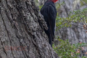 Ushuaia: tour di birdwatching nel Parco Nazionale della Terra del Fuoco