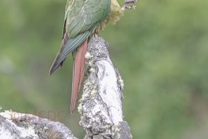 Ushuaia: tour di birdwatching nel Parco Nazionale della Terra del Fuoco