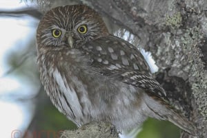 Ushuaia: tour di birdwatching nel Parco Nazionale della Terra del Fuoco