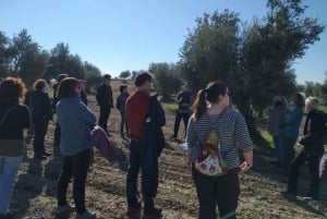 Visit to an olive oil mill and oil tasting with aperitif and food and wine pairing.