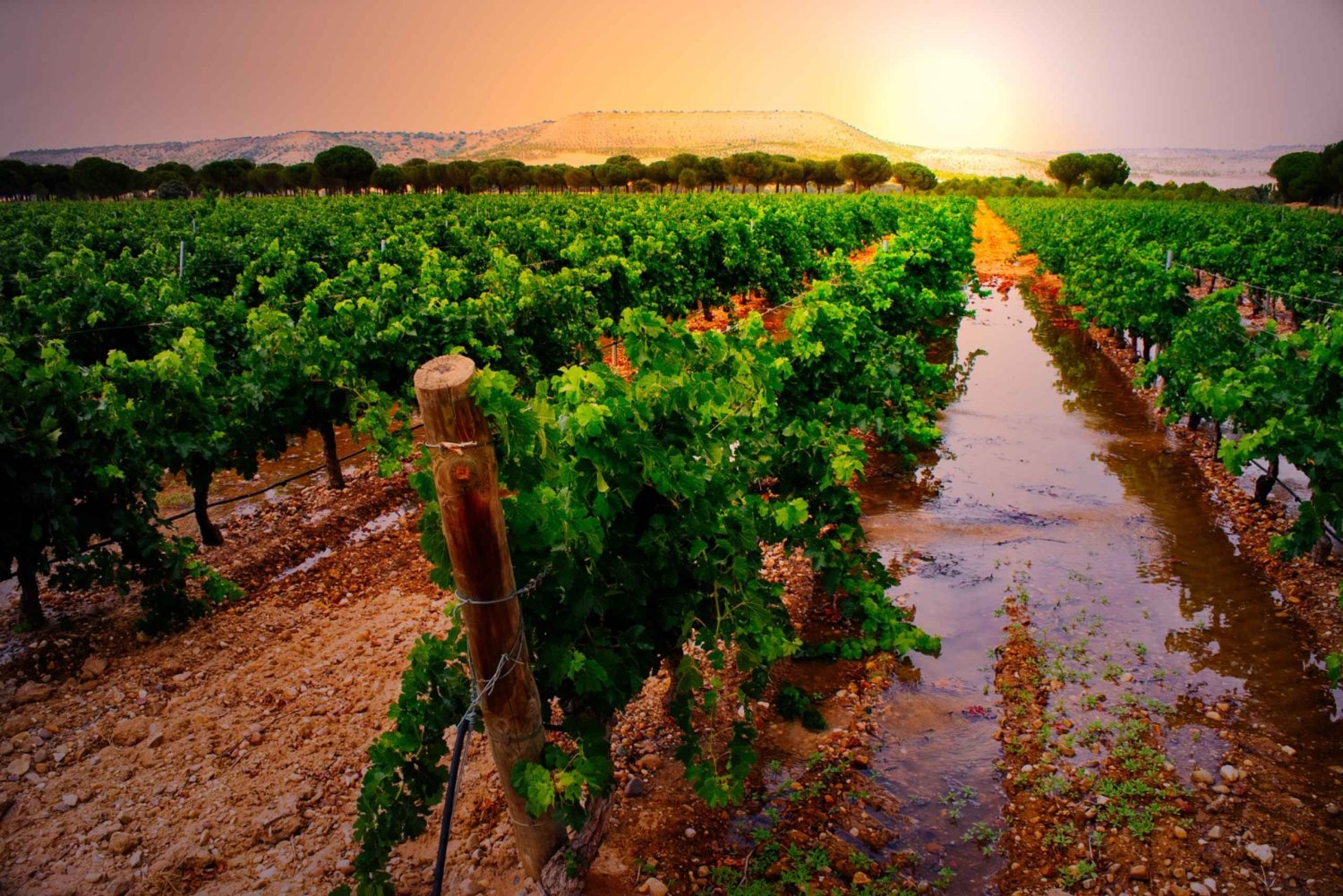 Tour Vinos y Naturaleza: Ribera del Duero y La Rioja desde Madrid (3 días)