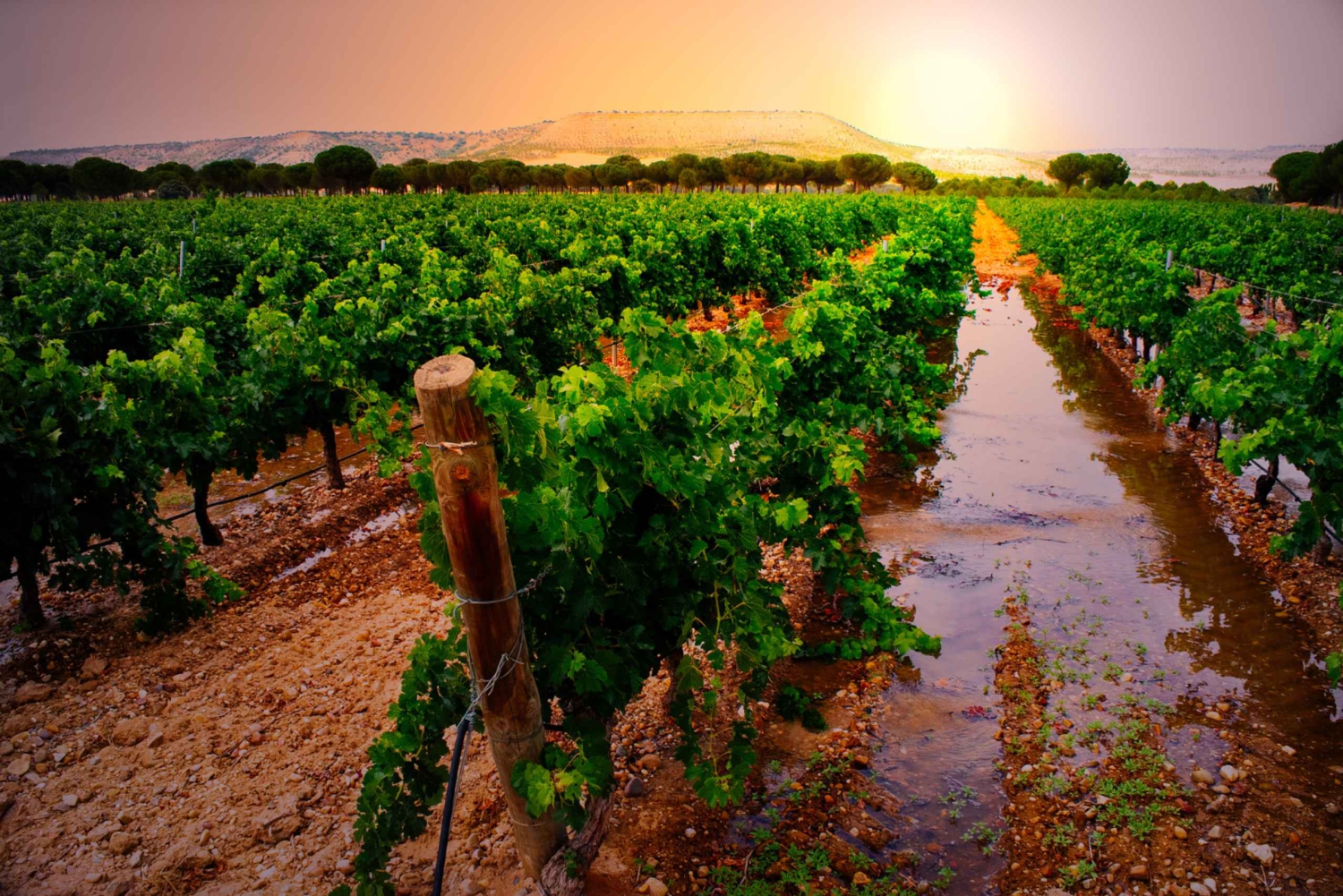 Tour Vini e Natura: Ribera del Duero e La Rioja da Madrid (3 giorni)
