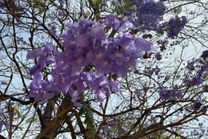 45 minutes flamenco dance class for family in Málaga