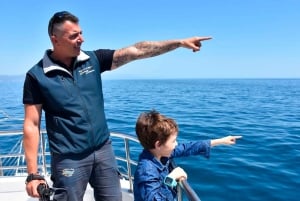Benalmadena: Dolphin Watching Boat Tour