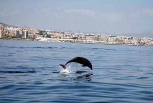 Benalmadena: Dolphin Watching Boat Tour