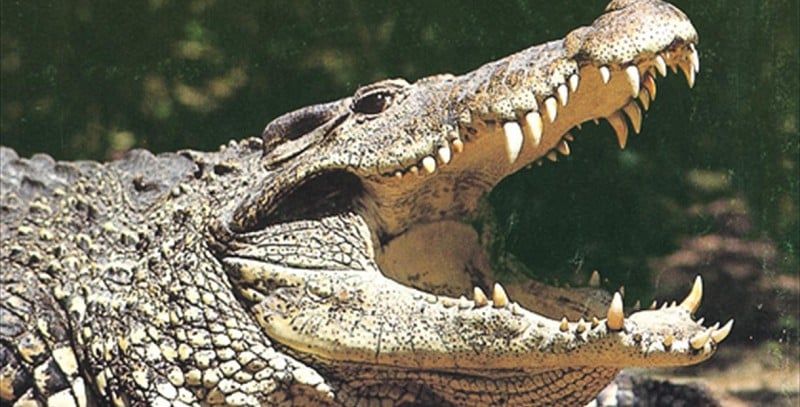 Crocodile Park Torremolinos
