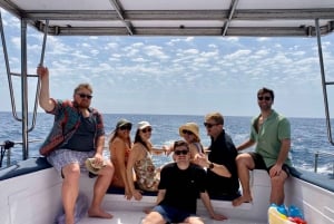 Benalmádenasta ja Torremolinoksesta: Dolphin Watch Boat Trip