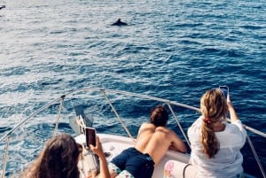 Från Benalmádena & Torremolinos: Båttur med delfinskådning