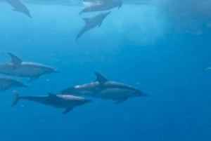 De Benalmádena e Torremolinos: Passeio de barco para observação de golfinhos
