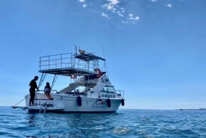 Desde Benalmádena y Torremolinos: Excursión en barco para avistar delfines