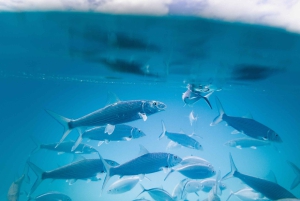 Estepona: Fishing Tour StartFisher 1060