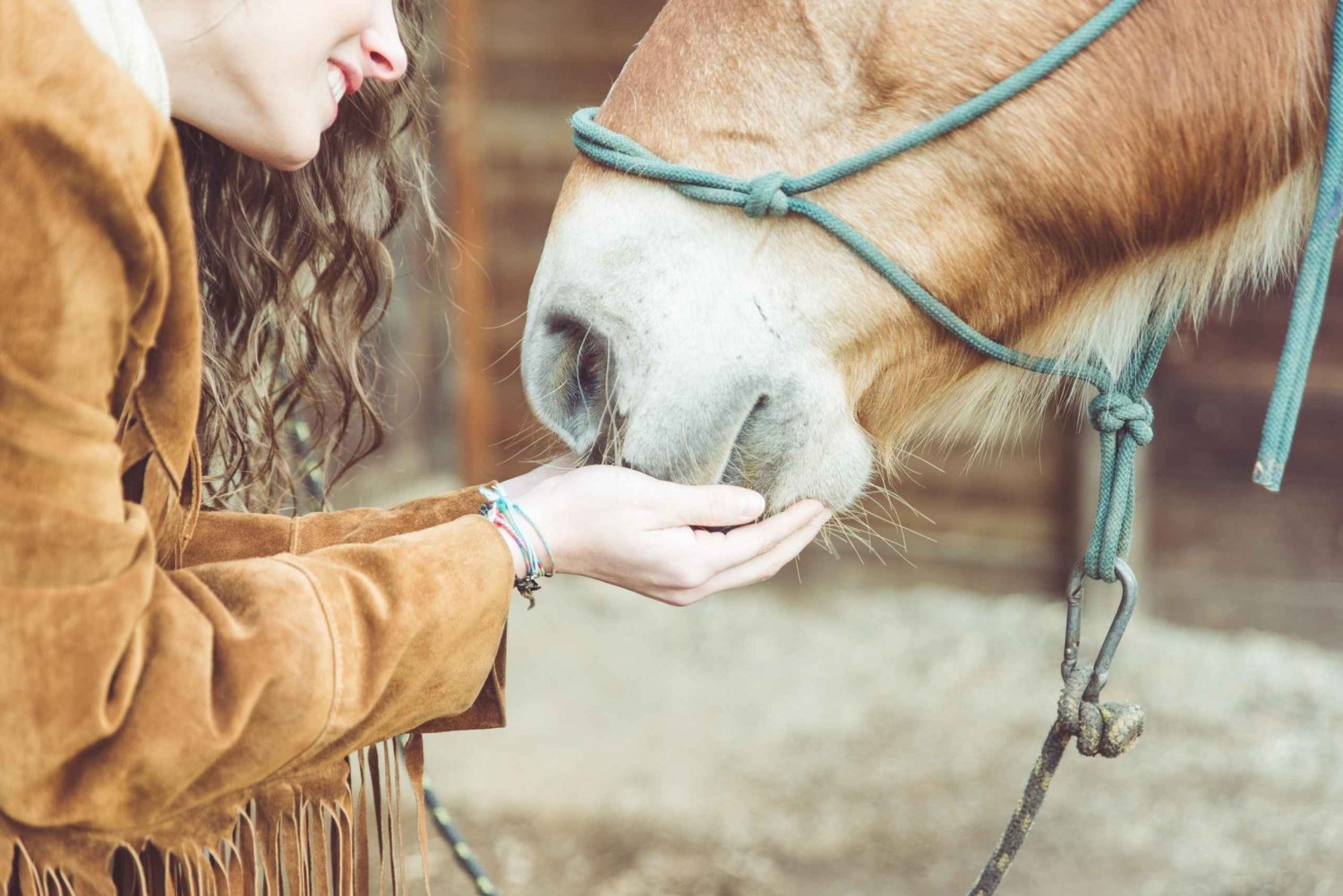 Erfarenhet av hästar: skötsel, inlärning och dressyr