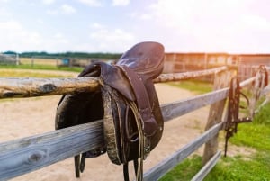 Experiência com os cavalos: cuidados, aprendizado e adestramento