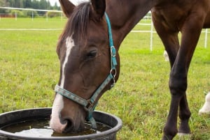 Experiencia con los caballos: cuidado, aprendizaje y doma
