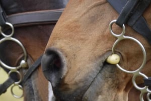 Kokemus hevosista: hoito, oppiminen ja ratsastus