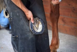 Esperienza con i cavalli: cura, apprendimento e dressage