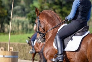 Experiência com os cavalos: cuidados, aprendizado e adestramento