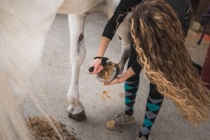 Erfaring med hestene: stell, innlæring og dressur.