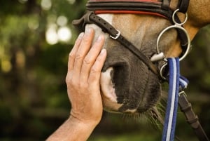 Erfaring med hestene: pasning, læring og dressur
