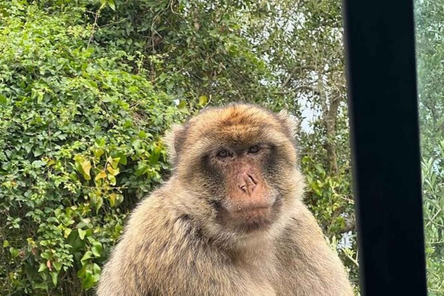 Odkryj Gibraltar z prywatnym przewodnikiem z Malagi.