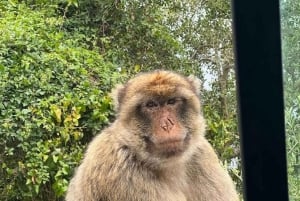 Odkryj Gibraltar z prywatnym przewodnikiem z Malagi.