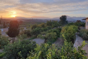 Flavors of the Sun: Guided tour and citrus tasting from the Costa del Sol