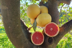 Flavors of the Sun: Guided tour and citrus tasting from the Costa del Sol