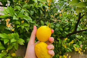 Flavors of the Sun: Guided tour and citrus tasting from the Costa del Sol