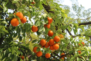 Flavors of the Sun: Guided tour and citrus tasting from the Costa del Sol