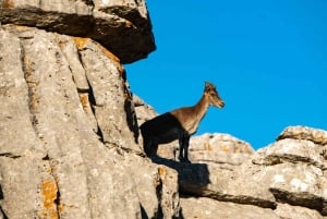 For Photographer Málaga: Photo Tour with Tesla X