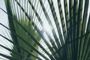 For Photographer Málaga: Photo Tour with Tesla X