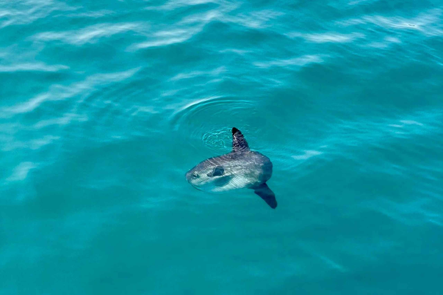 From Benalmádena & Torremolinos: Dolphin Watch Boat Trip