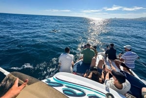 From Benalmádena & Torremolinos: Dolphin Watch Boat Trip